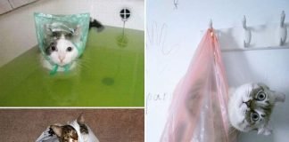 Коты против пакетов: настоящая усато-полосатая авантюра