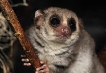 Крысиные лемуры – мелкий вид лемуров