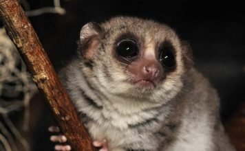 Крысиные лемуры – мелкий вид лемуров