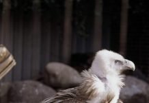 Кумай – снежный гриф