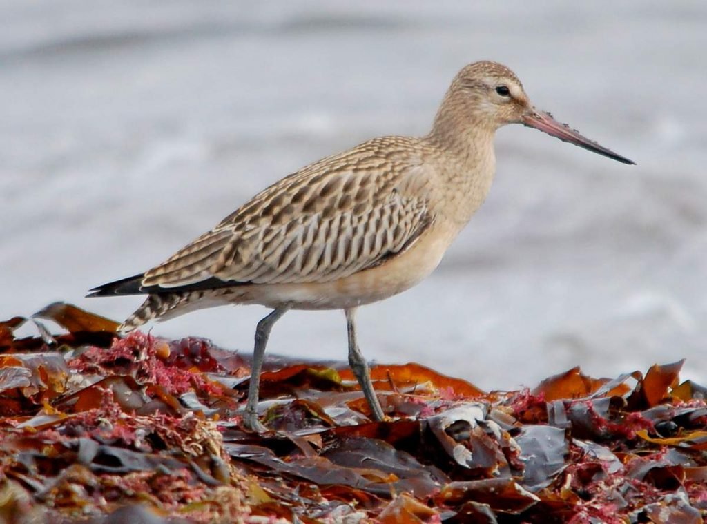 Лапландский сукален (Limosa lapponica).