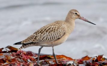 Лапландский сукален или малый веретенник — уникальный летчик