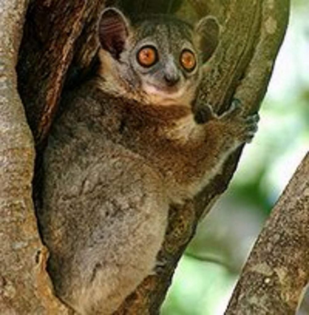 Ласковидный лемур (Lepilemur mustelinus).