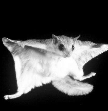 Белка-летяга напала на фотографа, пытавшегося сделать ее снимок