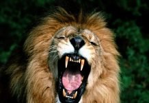 Самые опасные животные Африки: кого нам стоит бояться?