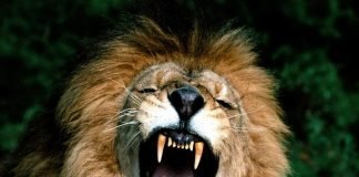 Самые опасные животные Африки: кого нам стоит бояться?