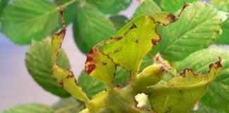 Листовидка яванская – растение или насекомое?