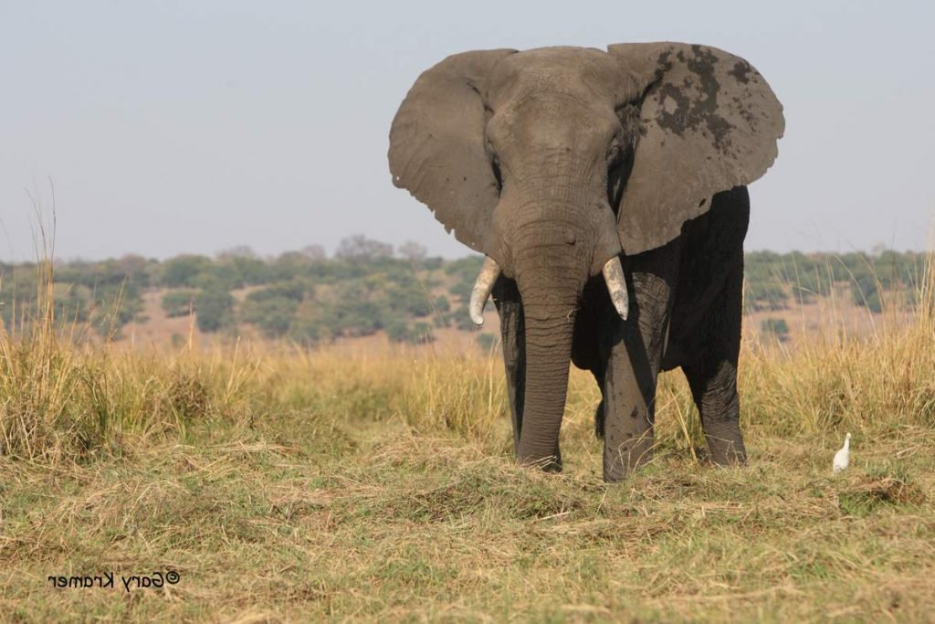 Африканский саванный слон (Loxodonta africana).