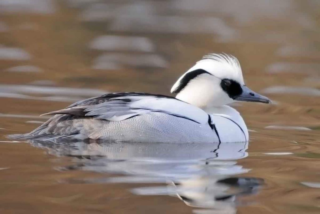  В качестве гнезд лутки выбирает дупла деревьев вблизи водоемов.