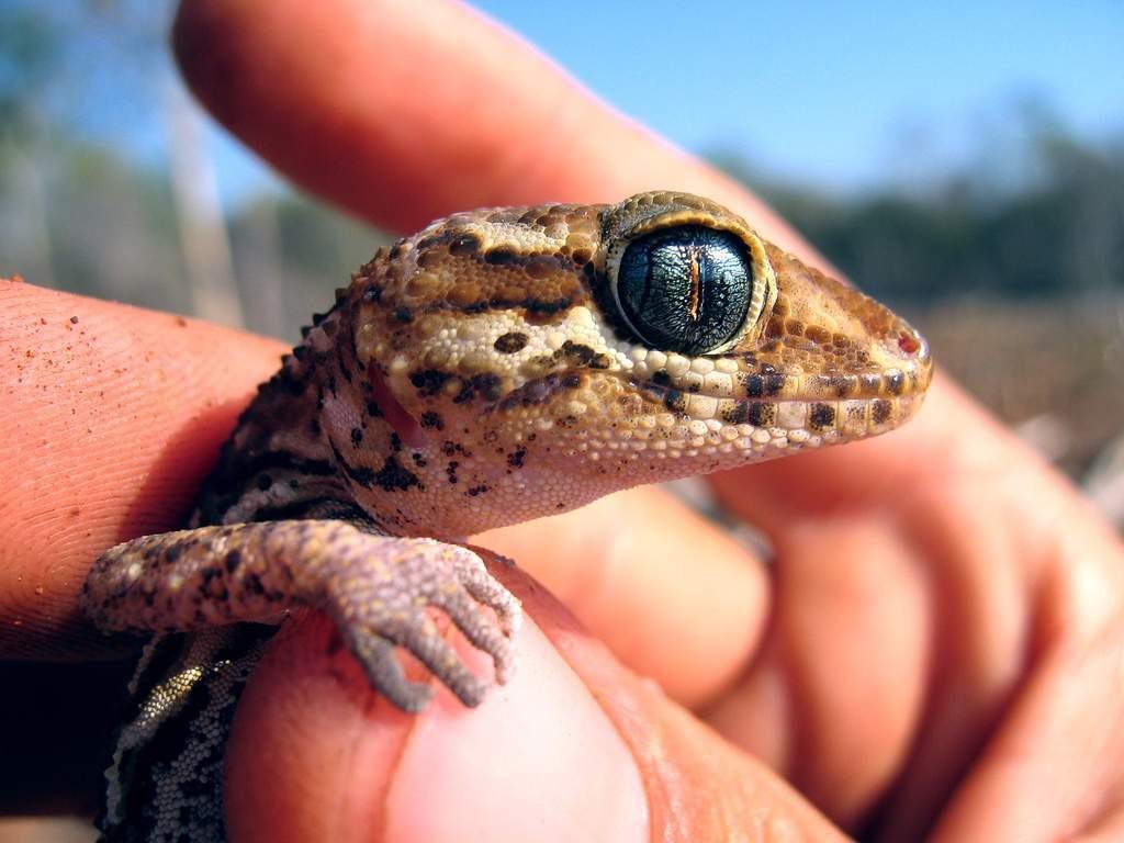 Мадагаскарский земляной геккон (Paroedura pictus).