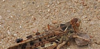 Марокканская саранча – массовый вредитель