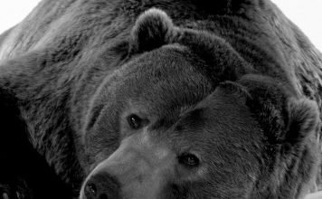 Охотники оставили умирать медведя с бочкой на голове. Видео