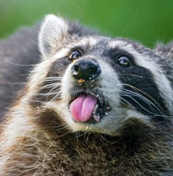 В Торонто посреди улицы мертвому еноту создали мемориал