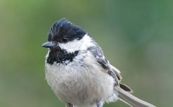 Московка: среда обитания и образ жизни черной синицы