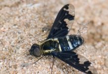 Муха траурница: загадки ее необыкновенной жизни