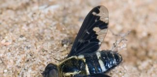 Муха траурница: загадки ее необыкновенной жизни