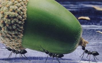 Ученые: сила муравьев в их мускулах и мозге