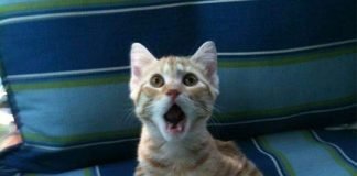 Не снимать! Самые прикольные фото-подставы с участием животных