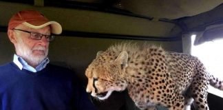 Неожиданный хищный гость в автомобиле туриста