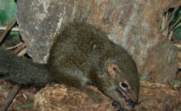 Обыкновенная тупайя. Образ жизни зверька похожего на белку