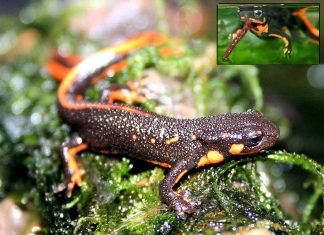 Огненнобрюхие тритоны: обитатели террариума родом из Японии