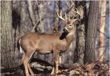 Косуля сибирская. Фото косули, описание