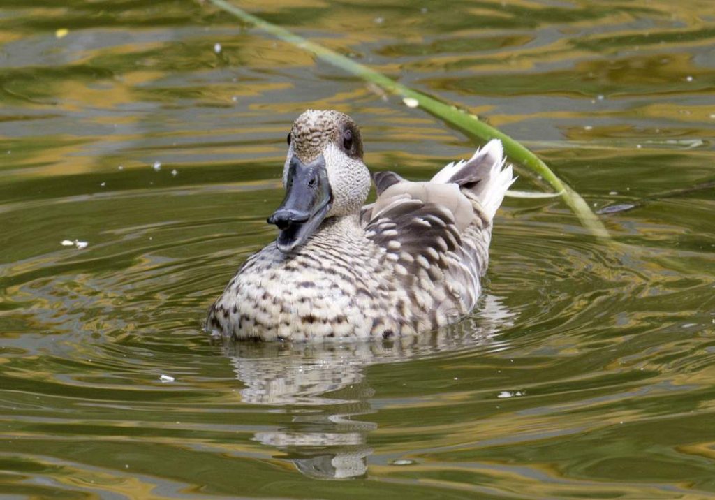 Мраморный чирок (Marmaronetta angustirostris).