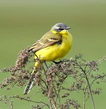 Желтая трясогузка. Описание трясогузки