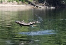 Осетр убил 5-летнюю девочку во время прогулки на лодке