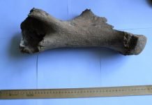 В республике Хакасия найдены кости древнего носорога