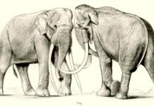 В Перми нашли останки предка шерстистого мамонта