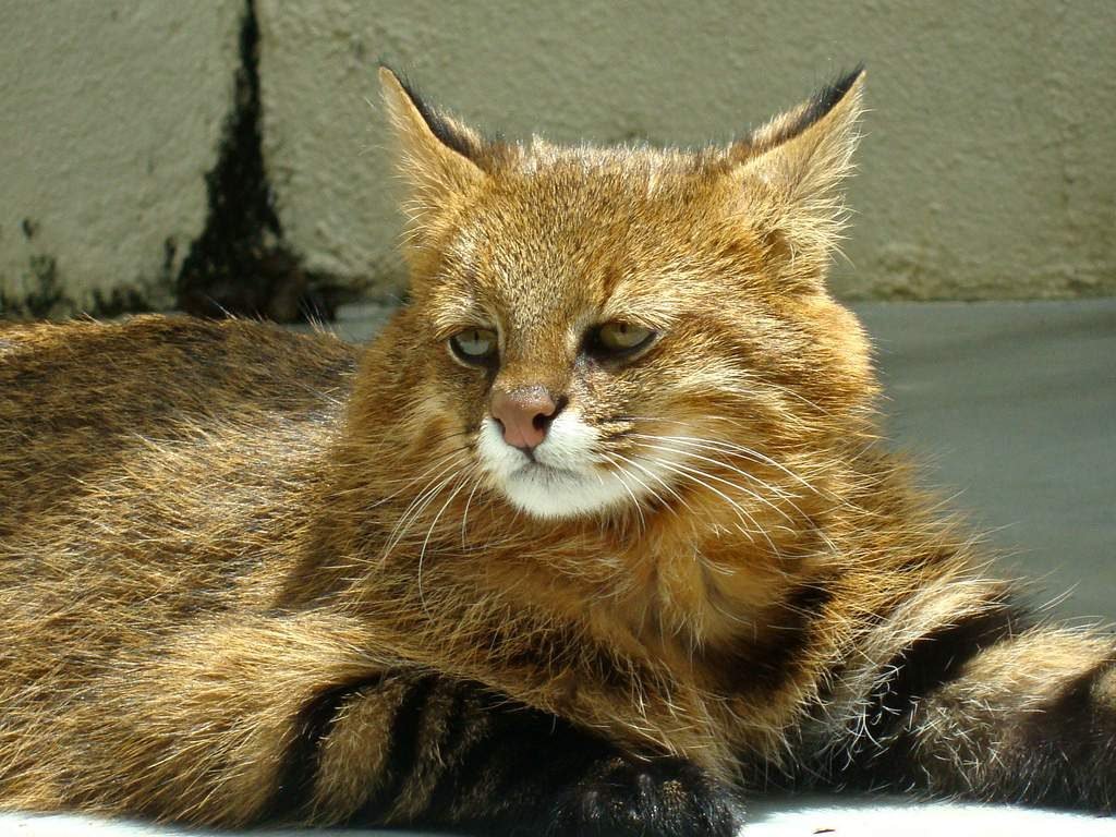 Пампасская кошка (Leopardus colocolo).