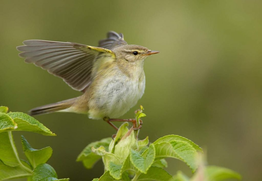 Пеночка-весничка (Phylloscopus trochilus).