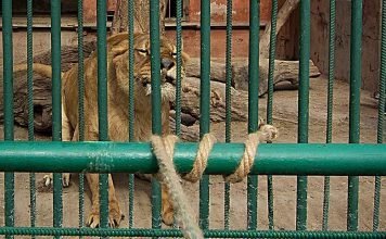 Красноярский зоопарк устраивает соревнование по перетягиванию каната со львами