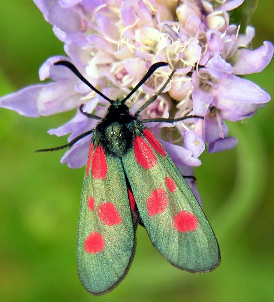 Пестрянка (Zygaenidae).