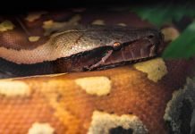 Пестрые питоны или экзотические питомцы