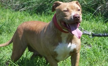 Питбультерьер американский, или просто – питбуль: особенности породы