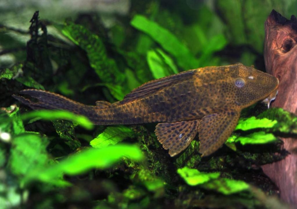 Плекостомус (Hypostomus plecostomus).