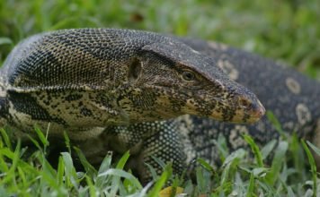 Полосатый варан: образ жизни, разнообразие подвидов
