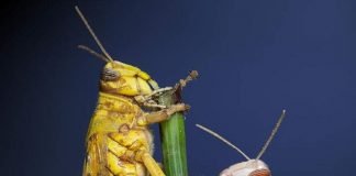 Пустынная саранча – бич растительности