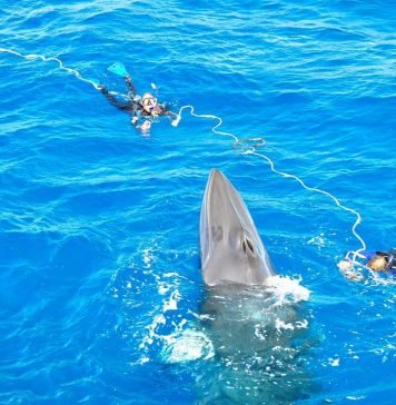 Зоозащитники спасают кита, застрявшего на мели