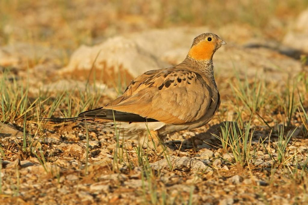 Тибетская саджа (Syrrhaptes tibetanus). 