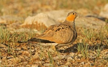 Тибетская саджа. Редкие птицы мира