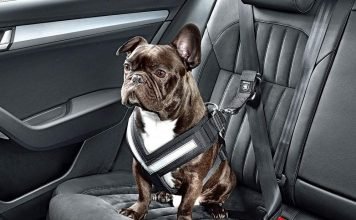 В автомобилях Skoda появятся ремни безопасности для собак