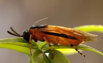 Розанный пилильщик – любитель роз