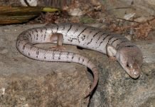 Сцинк розовоязыкий. Фото сцинка, описание