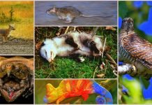 Самые хитрые животные на Земле: кто они?