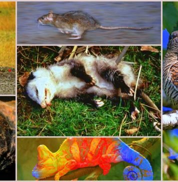 Самые хитрые животные на Земле: кто они?