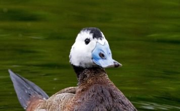 Савка. Фото редкой утки