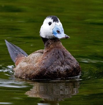 Савка. Фото редкой утки
